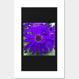 Radiant Purple Daisy Power Posters and Art